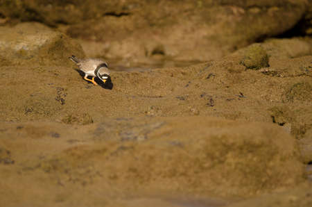 Common ringed plover Charadrius hiaticula searching for food. Arinaga Beach. Aguimes. Gran Canaria. Canary Islands. Spain.の写真素材