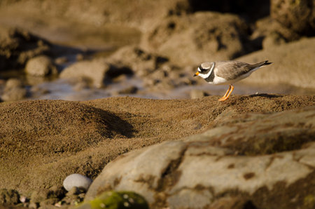 Common ringed plover Charadrius hiaticula. Arinaga Beach. Aguimes. Gran Canaria. Canary Islands....