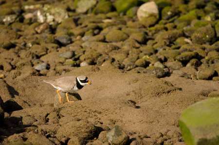 Common ringed plover Charadrius hiaticula calling. Arinaga Beach. Aguimes. Gran Canaria. Canary...