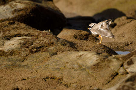 Common ringed plover Charadrius hiaticula stretching its wing and leg. Arinaga Beach. Aguimes. Gran...