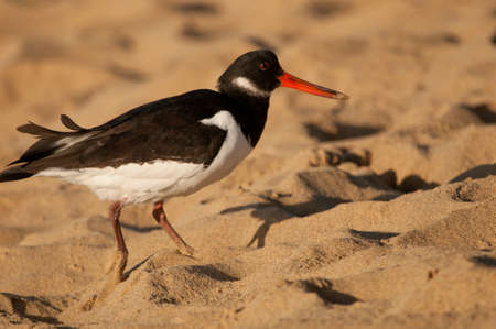 Eurasian oystercatcher Haematopus ostralegus. Maspalomas. San Bartolome de Tirajana. Gran Canaria. Canary Islands. Spain.の写真素材