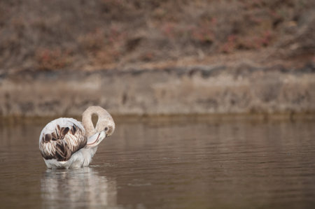 Juvenile greater flamingo Phoenicopterus roseus preening. Vargas. Aguimes. Gran Canaria. Canary Islands. Spain.の写真素材