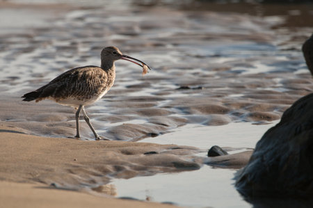 Eurasian whimbrel Numenius phaeopus eating. Maspalomas. San Bartolome de Tirajana. Gran Canaria. Canary Islands. Spain.の写真素材