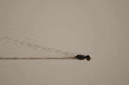 Eurasian coot Fulica atra swimming. San Lorenzo. Las Palmas de Gran Canaria. Gran Canaria. Canary Islands. Spain.の写真素材