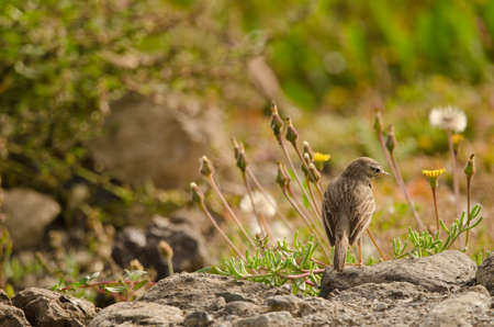 Berthelots pipit Anthus berthelotii. San Lorenzo. Las Palmas de Gran Canaria. Gran Canaria. Canary Islands. Spain.の写真素材