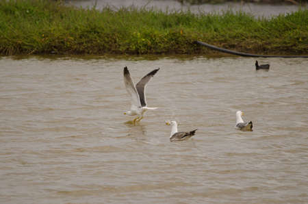 Atlantic gulls Larus michahellis atlantis. San Lorenzo. Las Palmas de Gran Canaria. Gran Canaria....