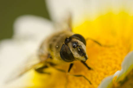 Female common drone fly Eristalis tenax on a flower of garland chrysanthemum Glebionis coronaria....