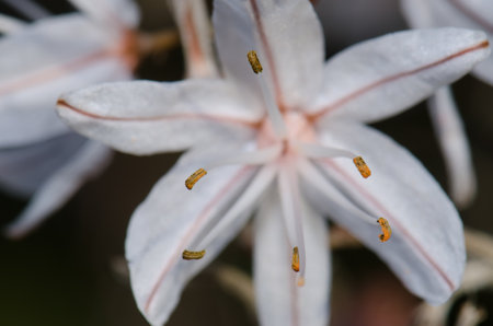Anthers of a flower of summer asphodel Asphodelus aestivus. Integral Natural Reserve of Inagua. Gran Canaria. Canary Islands. Spain.の写真素材