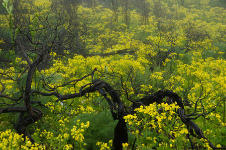 Burned bushes and Azores buttercups Ranunculus cortusifolius in flower. Cueva Grande. San Mateo. Gran Canaria. Canary Islands. Spain.の写真素材