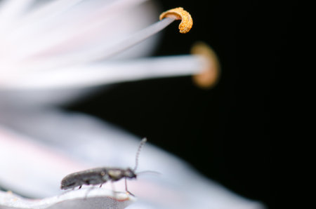 Anther of a flower of summer asphodel Asphodelus aestivus and beetle Dasytes subaenescens in the foreground. Integral Natural Reserve of Inagua. Gran Canaria. Canary Islands. Spain.の写真素材