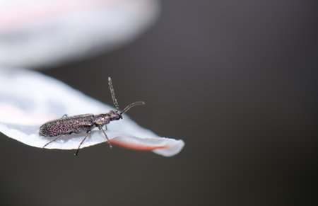 Beetle Dasytes subaenescens on a flower petal. Integral Natural Reserve of Inagua. Gran Canaria....