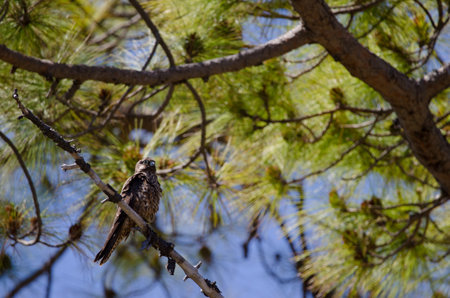 Eleonoras falcon Falco eleonorae. Integral Natural Reserve of Inagua. Tejeda. Gran Canaria. Canary...