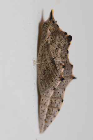 Chrysalis of the large white Pieris brassicae. Cruz de Pajonales. Integral Natural Reserve of Inagua. Tejeda. Gran Canaria. Canary Islands. Spain.の写真素材