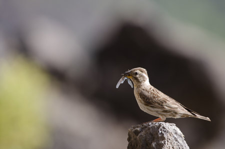 Rock sparrow Petronia petronia with a grasshopper to feed its chicks. El Toscon. The Nublo Rural Park. Tejeda. Gran Canaria. Canary Islands. Spain.の写真素材