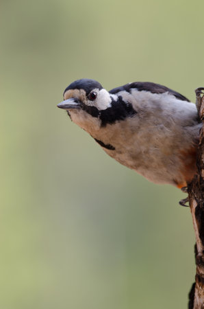 Great spotted woodpecker Dendrocopos major thanneri. Female. Alsandara mountain. Reserve of Inagua. Tejeda. Gran Canaria. Canary Islands. Spain.の写真素材