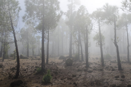 Forest of Canary Island pine Pinus canariensis in the fog. The Nublo Rural Park. Gran Canaria. Canary Islands. Spain.の写真素材