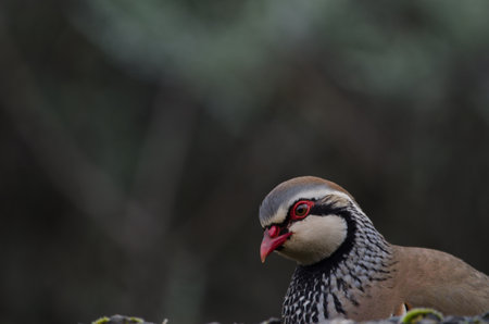 Red-legged partridge Alectoris rufa. The Nublo Rural Park. Gran Canaria. Canary Islands. Spain.