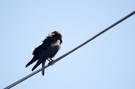 Canary Islands raven Corvus corax canariensis. The Nublo Rural Park. Tejeda. Gran Canaria. Canary Islands. Spain.の写真素材