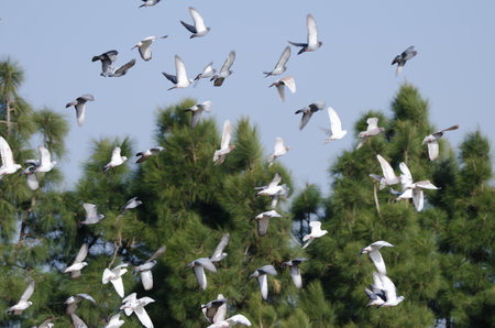 Flock of domestic pigeons Columba livia domestica in flight. Gran Canaria. Canary Islands. Spain.の写真素材