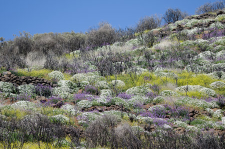 Rural landscape with flowering plants. Las Cumbres Protected Landscape. Gran Canaria. Canary Islands. Spain.の写真素材