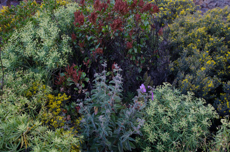 Biodiversity of plants. The Nublo Rural Park. Gran Canaria. Canary Islands. Spain.の写真素材