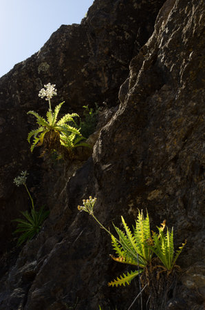 Specimens of Sonchus acaulis growing on a cliff. Integral Natural Reserve of Inagua. Gran Canaria. Canary Islands. Spain.の写真素材