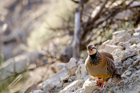 Red-legged partridge Alectoris rufa. Pajonales. Integral Natural Reserve of Inagua. Tejeda. Gran...