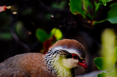 Red-legged partridge Alectoris rufa. Pajonales. Integral Natural Reserve of Inagua. Tejeda. Gran...