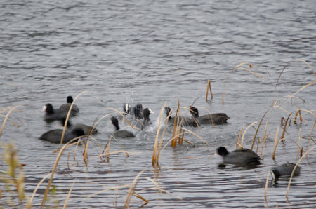 Flock of Eurasian coots Fulica atra splashing in the water. Lake Kawaguchi. Yamanashi Prefecture. Fuji-Hakone-Izu National Park. Honshu. Japan.の写真素材