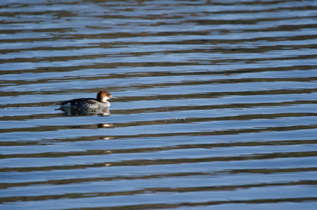 Little grebe Tachybaptus ruficollis poggei. Lake Yamanako. Yamanakako. Yamanashi Prefecture. Fuji-Hakone-Izu National Park. Honshu. Japan.の写真素材
