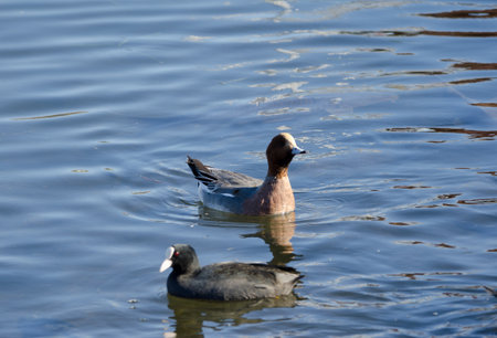 Male Eurasian wigeon Mareca penelope and Eurasian coot in the foreground. Lake Yamanako. Yamanakako. Fuji-Hakone-Izu National Park. Honshu. Japan.の写真素材