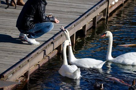 Man feeding mute swans Cygnus olor. Lake Yamanako. Yamanakako. Yamanashi Prefecture. Fuji-Hakone-Izu National Park. Honshu. Japan.の写真素材