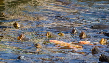 Eurasian carps Cyprinus carpio with their mouths open on the surface of a lake. Lake Yamanako. Yamanakako. Yamanashi Prefecture. Honshu. Japan.の写真素材