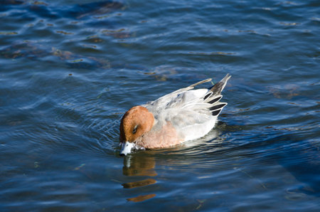 Male Eurasian wigeon Mareca penelope feeding on plankton. Lake Yamanako. Yamanakako. Yamanashi. Fuji-Hakone-Izu National Park. Honshu. Japan.の写真素材