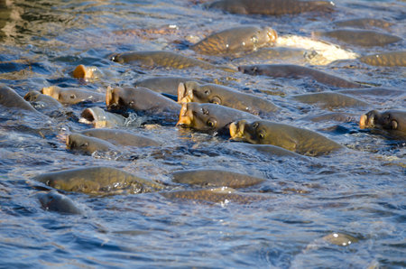 Eurasian carps Cyprinus carpio waiting for food. Lake Yamanako. Yamanakako. Yamanashi Prefecture. Fuji-Hakone-Izu National Park. Honshu. Japan.の写真素材