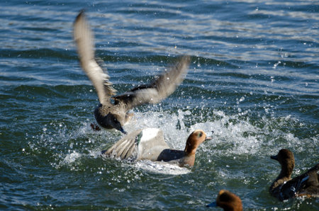 Eurasian wigeons Mareca penelope fighting. Lake Yamanako. Yamanakako. Yamanashi Prefecture. Fuji-Hakone-Izu National Park. Honshu. Japan.の写真素材