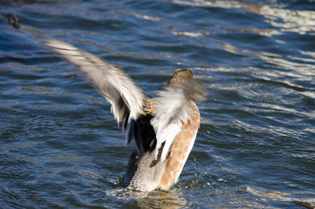 Female Eurasian wigeon Mareca penelope flapping its wings. Lake Yamanako. Yamanakako. Yamanashi. Fuji-Hakone-Izu National Park. Honshu. Japan.の写真素材
