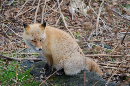 Ezo red fox Vulpes vulpes schrenckii. Utoro. Shiretoko Peninsula. Hokkaido. Japan.の写真素材