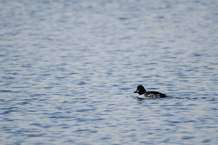 Male common goldeneye Bucephala clangula. Lake Akan. Akan Mashu National Park. Hokkaido. Japan.の写真素材