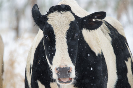 Cow during a snowfall. Northeast of Hokkaido. Japan.の写真素材