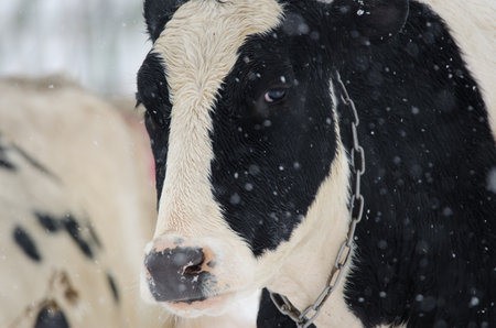 Cow during a snowfall. Northeast of Hokkaido. Japan.の写真素材