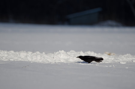 Eastern carrion crow Corvus corone orientalis preparing to take flight in a snow-covered meadow. Kushiro. Hokkaido. Japan.の写真素材