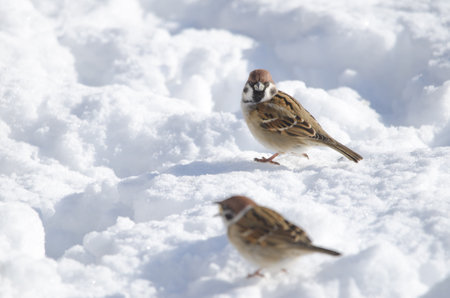 Eurasian tree sparrows Passer montanus saturatus on the frozen ground. Kushiro Japanese Crane Reserve. Kushiro. Hokkaido. Japan.の写真素材