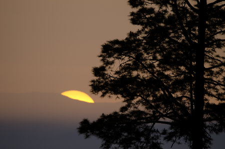 Canary Island pine Pinus canariensis and sun hiding behind the island of Tenerife. The Nublo Rural...