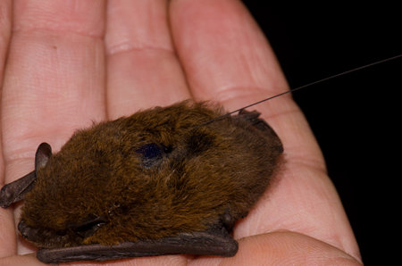 Madeira pipistrelle Pipistrellus maderensis equipped with a radio transmitter on its back. Garajonay National Park. La Gomera. Canary Islands. Spain.の写真素材