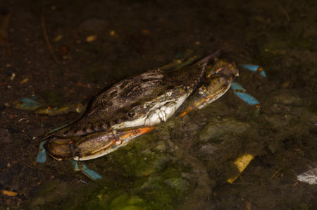 Blue crab Callinectes sapidus. San Sebastian de La Gomera. La Gomera. Canary Islands. Spain.の写真素材