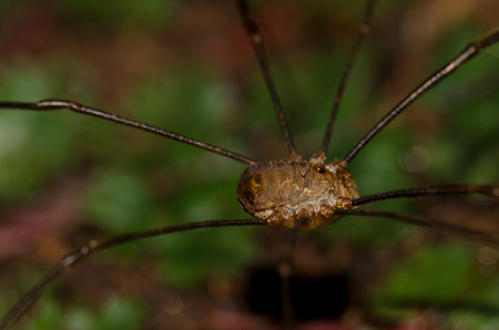 Male common harvestman Phalangium opilio. Garajonay National Park. La Gomera. Canary Islands. Spain.の写真素材