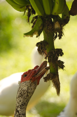 Domestic Muscovy drake Cairina moschata domestica trying to eat bananas. Vallehermoso. La Gomera. Canary Islands. Spain.の写真素材