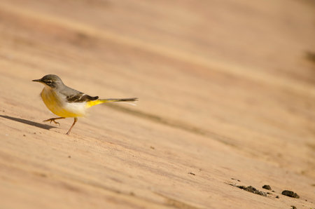 Grey wagtail Motacilla cinerea canariensis. Cabecita dam. Vallehermoso. . La Gomera. Canary Islands. Spain.の写真素材