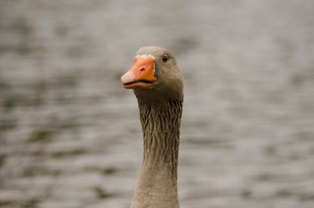 Domestic goose Anser anser domesticus. La Encantadora dam. Vallehermoso. La Gomera. Canary Islands....